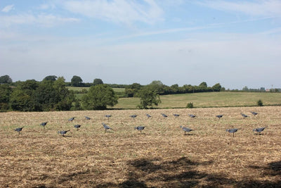 Neoprene Pigeon Shell Decoy