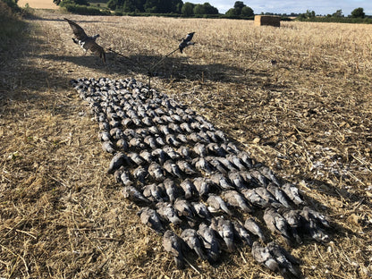 Pigeon Shooting