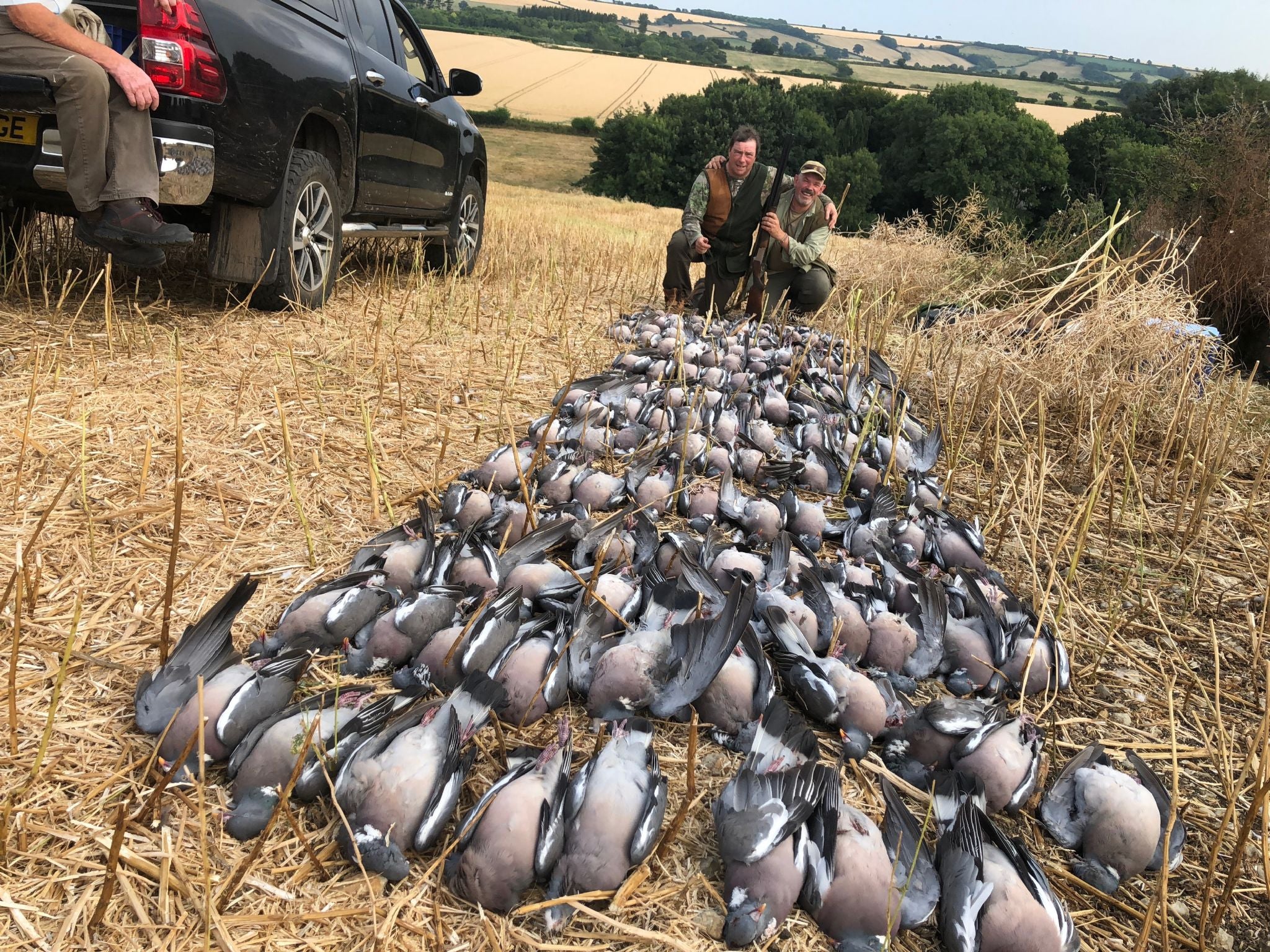 Pigeon Shooting