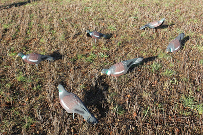 MAGNUM PIGEON PLASTIC SHELL