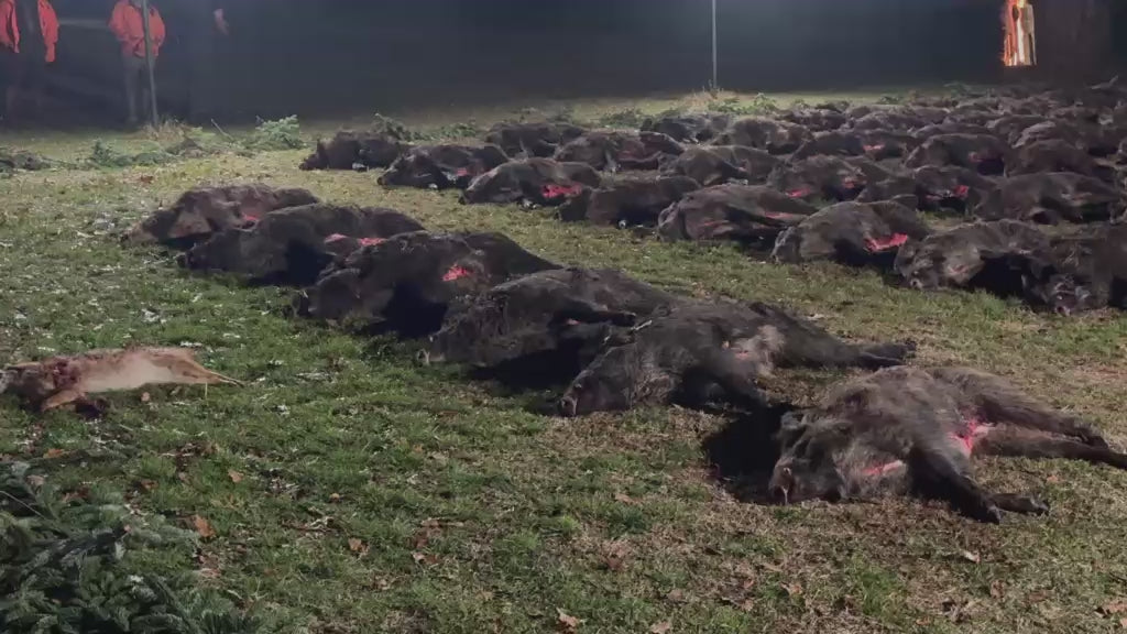HUNGARY HUNTING TRIP WILD BOAR KASZO 27th-29th January 2027