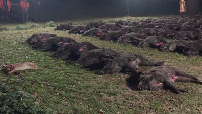 HUNGARY HUNTING TRIP WILD BOAR KASZO 27th-29th January 2027