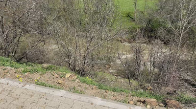 Driven Wild Boar Hunting in Turkey / Turkiye November 2026 NEW AREA THE HIDDEN VALLEY