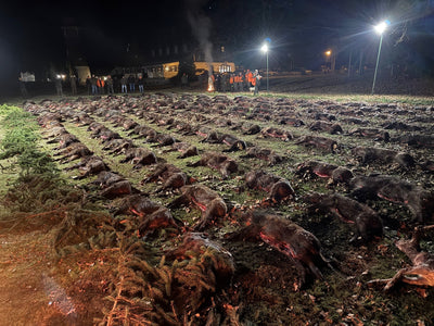 HUNGARY HUNTING TRIP WILD BOAR KASZO 8th-10 December 2027