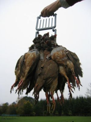 S C TOOL pigeon carrier with durable fabric and ventilation, designed for safe and comfortable bird transport.