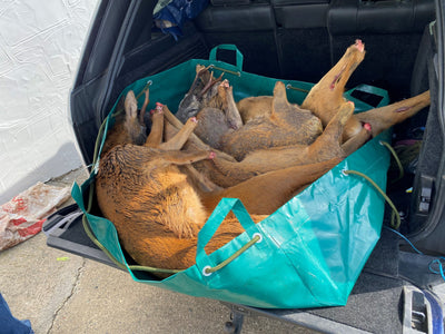 A1 Decoy Deer Stalking Syndicate with wild boar area in the Forest of Dean, featuring realistic hunting decoys in natural woodland setting.