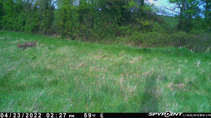 LINK MICRO LTE SPYPOINT TRAIL CAMERA