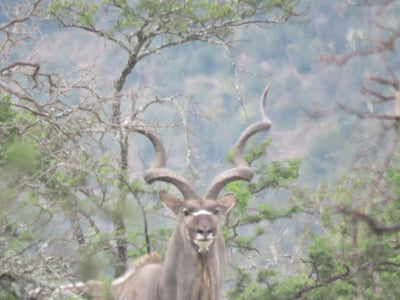 Cull Packages with Rance Safaris on the Kei River Reserve