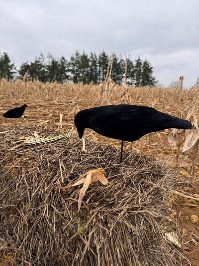 Three fully flocked crow decoys in a pack from A1 DECOY LTD, showing realistic black crow figures for hunting or bird control.