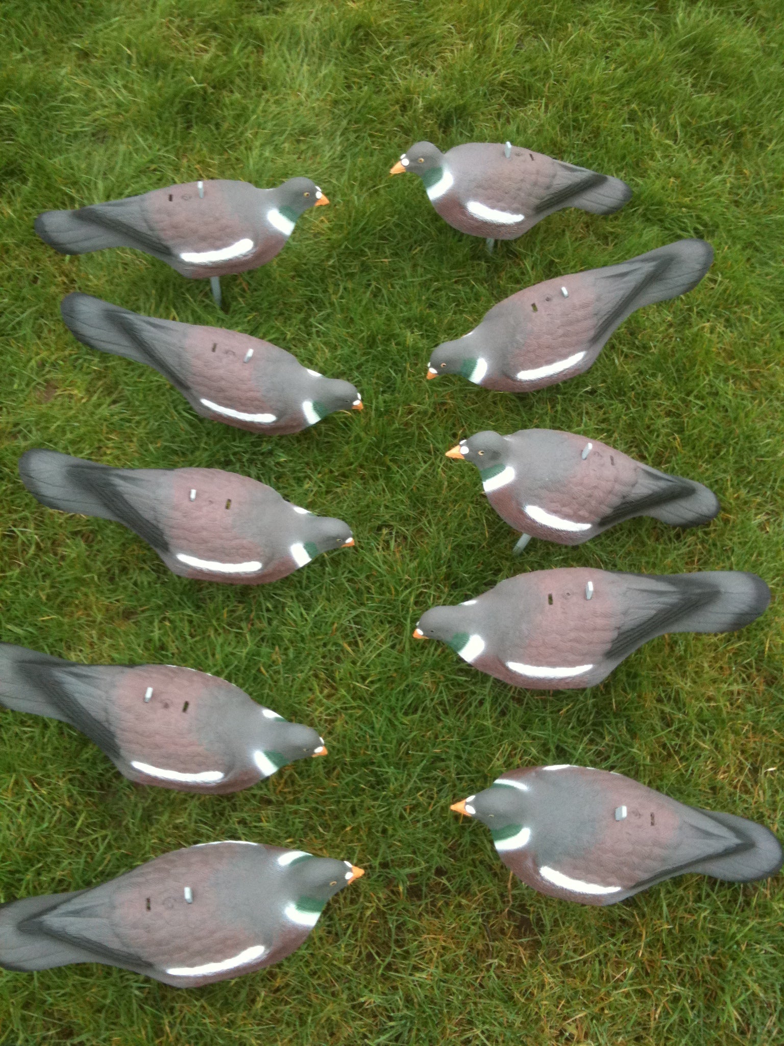 Plastic pigeon shell decoy by WINDY, used for bird control or hunting, featuring an realistic pigeon shape and lightweight design.