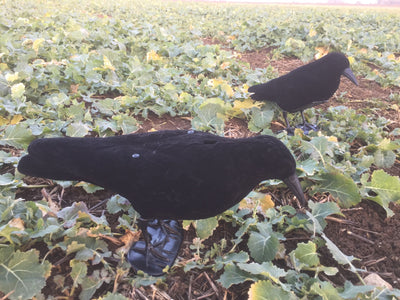 WINDY electronic calling crow decoy for bird hunting, realistic crow decoy with electronic features for effective calling.