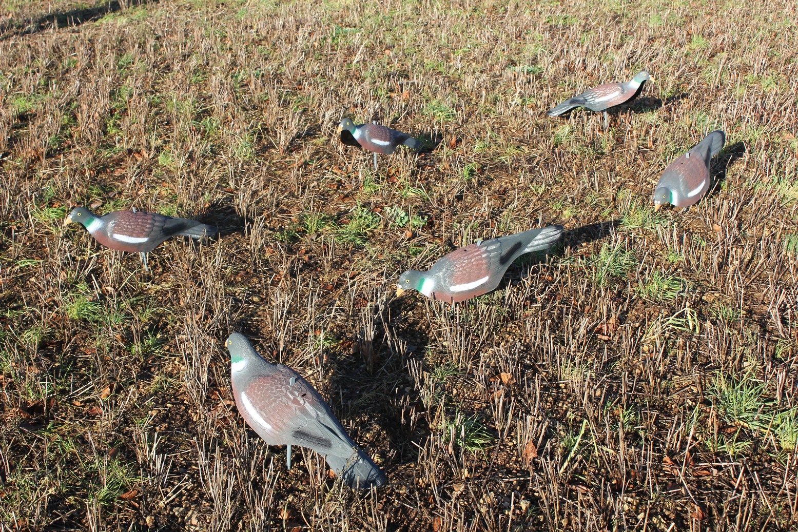 Extra large WINDY plastic pigeon decoy shell for hunting or bird control, showing detailed textured surface and realistic design.