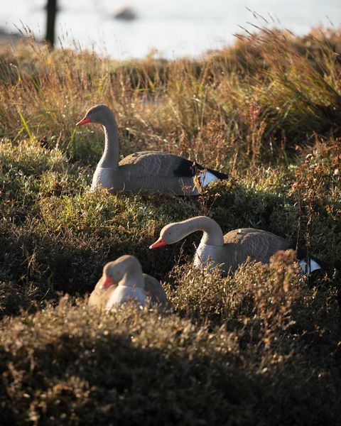 Life-size WINDY flocked Greylag and Pinkfoot Goose decoy shells, stackable for realistic waterfowl hunting and decoy setups.