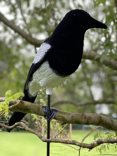 High definition WINDY flocked magpie full-bodied decoy for bird hunting or wildlife observation, showing detailed black and white bird features.