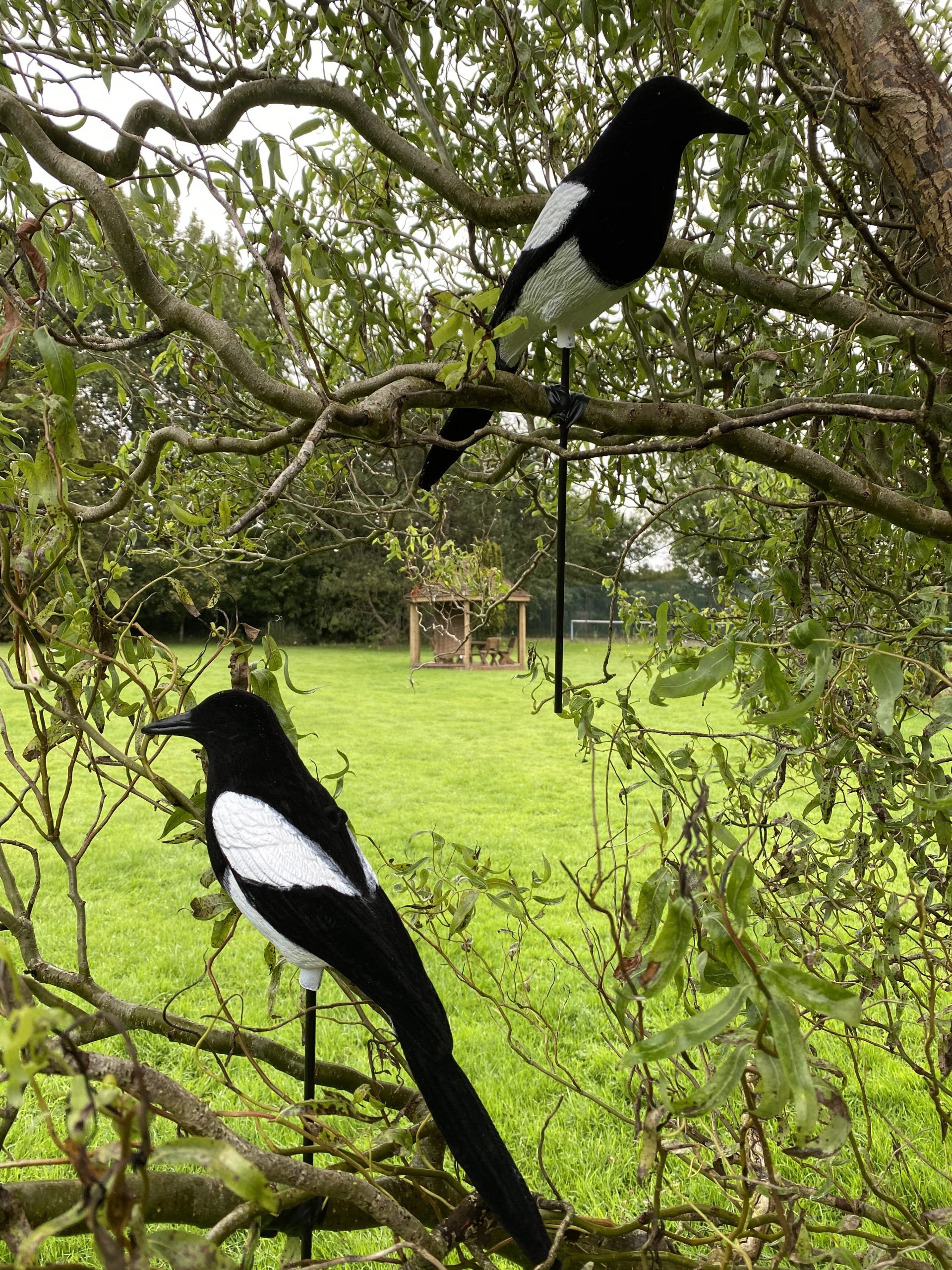 High definition WINDY flocked magpie full-bodied decoy for bird hunting and wildlife observation.