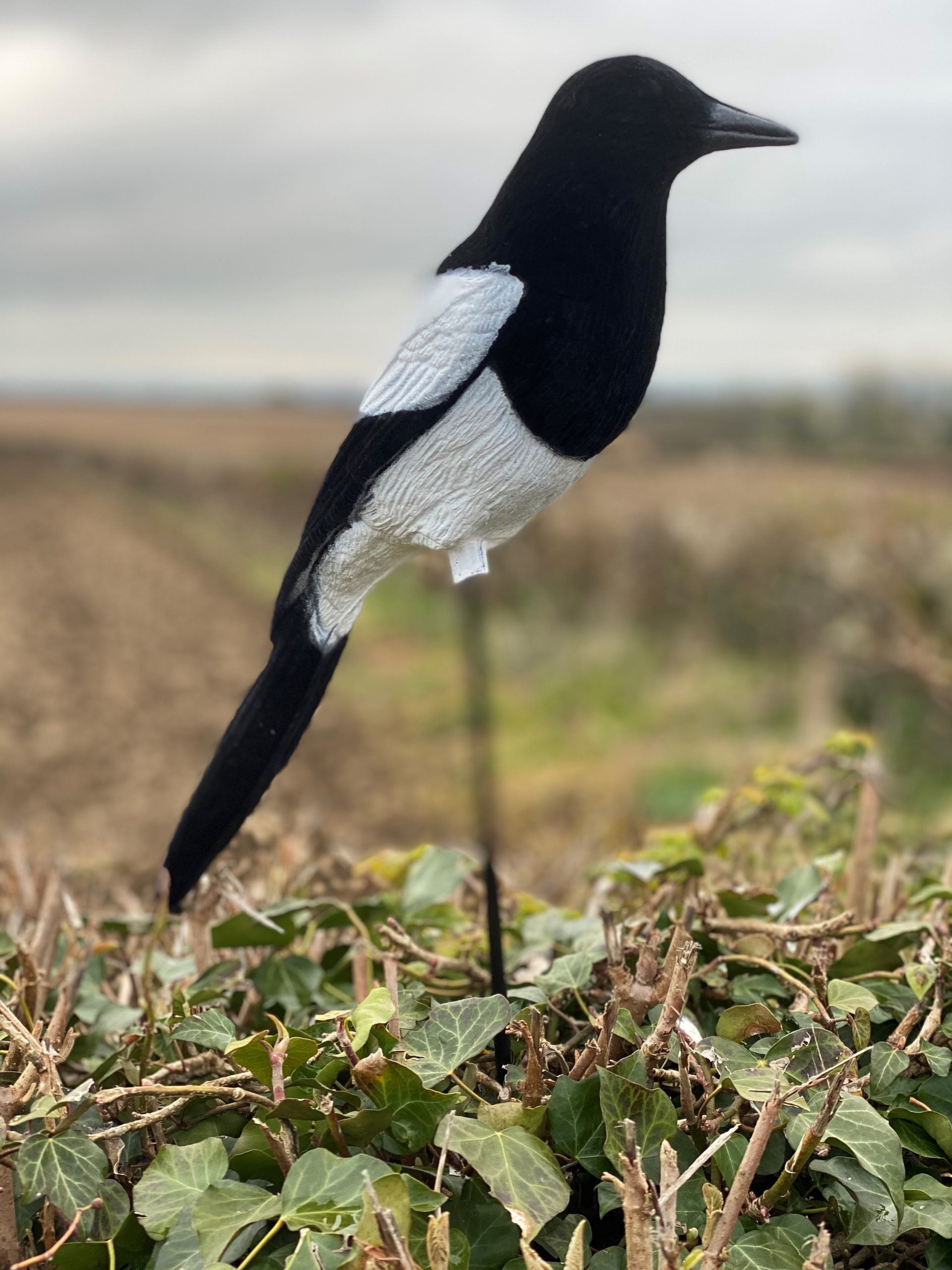 High definition flocked magpie full-bodied decoy by WINDY, realistic bird decoy for hunting or bird watching.