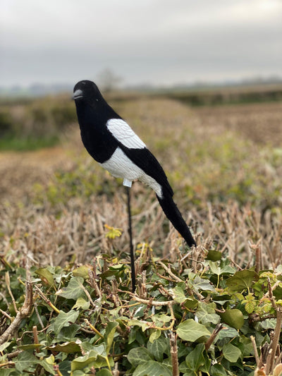 High definition flocked magpie full-bodied decoy by WINDY, realistic bird decoy for hunting or birdwatching.