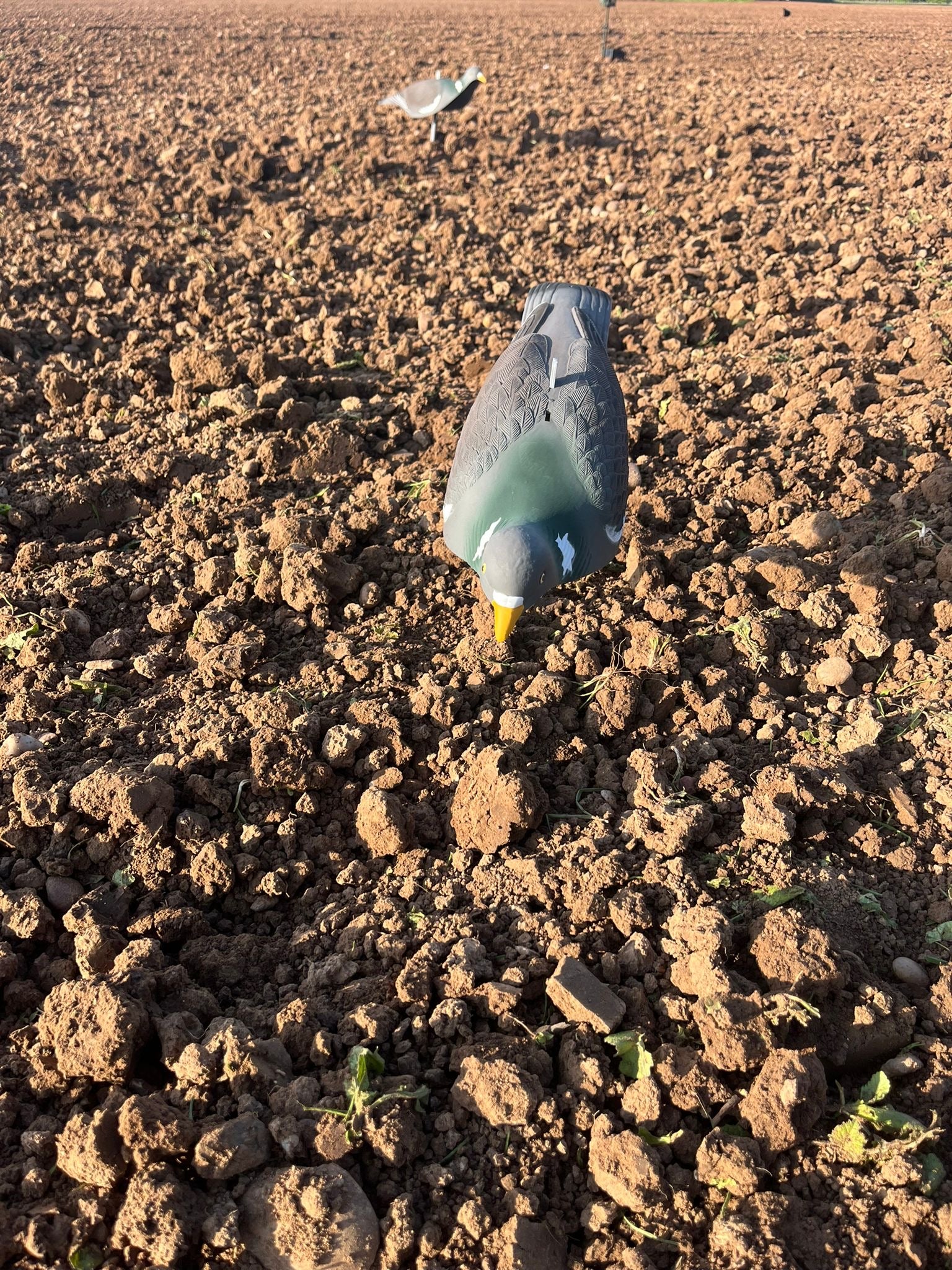 High definition WINDY pigeon shell decoys for bird hunting, featuring realistic pigeon silhouettes in a natural pose.