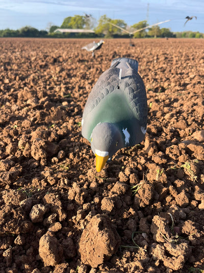 High-definition WINDY pigeon shell decoys for bird hunting, featuring realistic pigeon shapes and detailed feather textures.