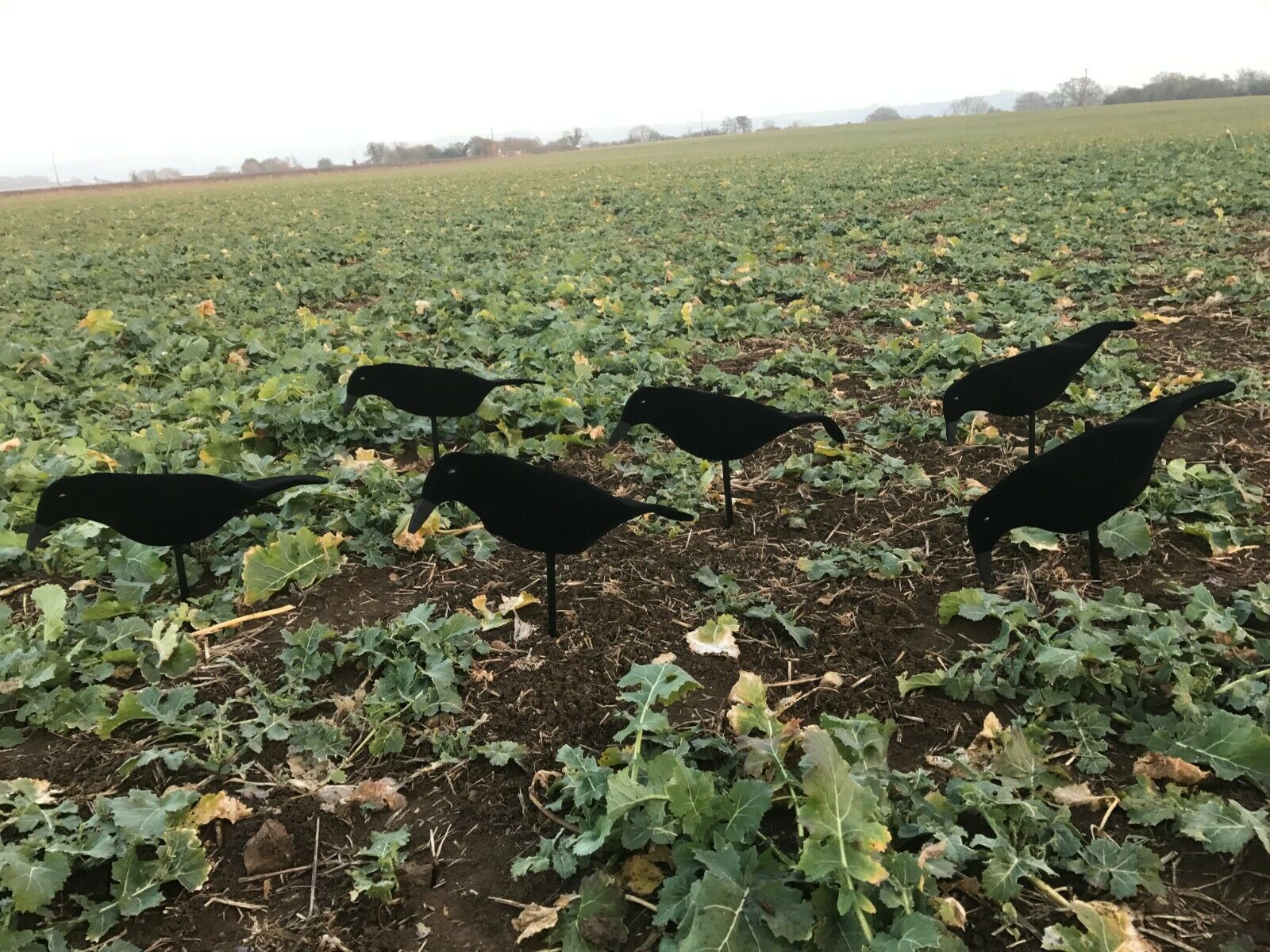 Windy Neoprene Crow Decoys, lightweight and realistic with rocker peg for effective bird hunting and decoy setup.