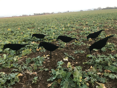 Windy Neoprene Crow Decoys, lightweight and realistic with rocker peg for effective bird hunting and decoy setup.