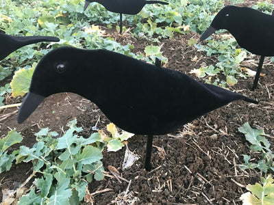 Lightweight WINDY neoprene crow decoys with realistic detail and rocker peg for effective waterfowl hunting decoys.
