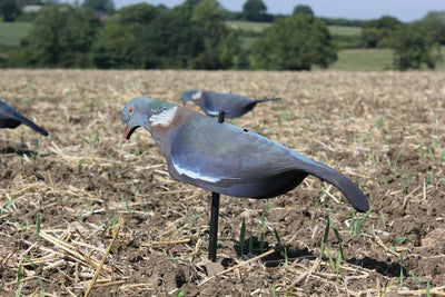 Windy Neoprene Pigeon Shell Decoy for hunting, featuring a realistic pigeon shape and durable black neoprene material.
