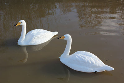 Windy orange-beak mute swan decoy with realistic feathers and detailed features, ideal for hunting or wildlife decor.