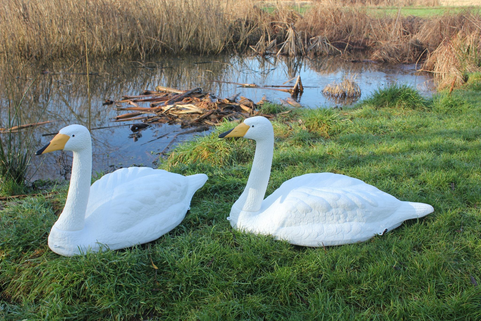 Windy orange beak mute swan decoy with realistic feather details, designed for bird hunting and wildlife decoration.