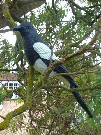 Windy plastic magpie decoys for bird deterrence, featuring realistic black-and-white plumage and lifelike posing.