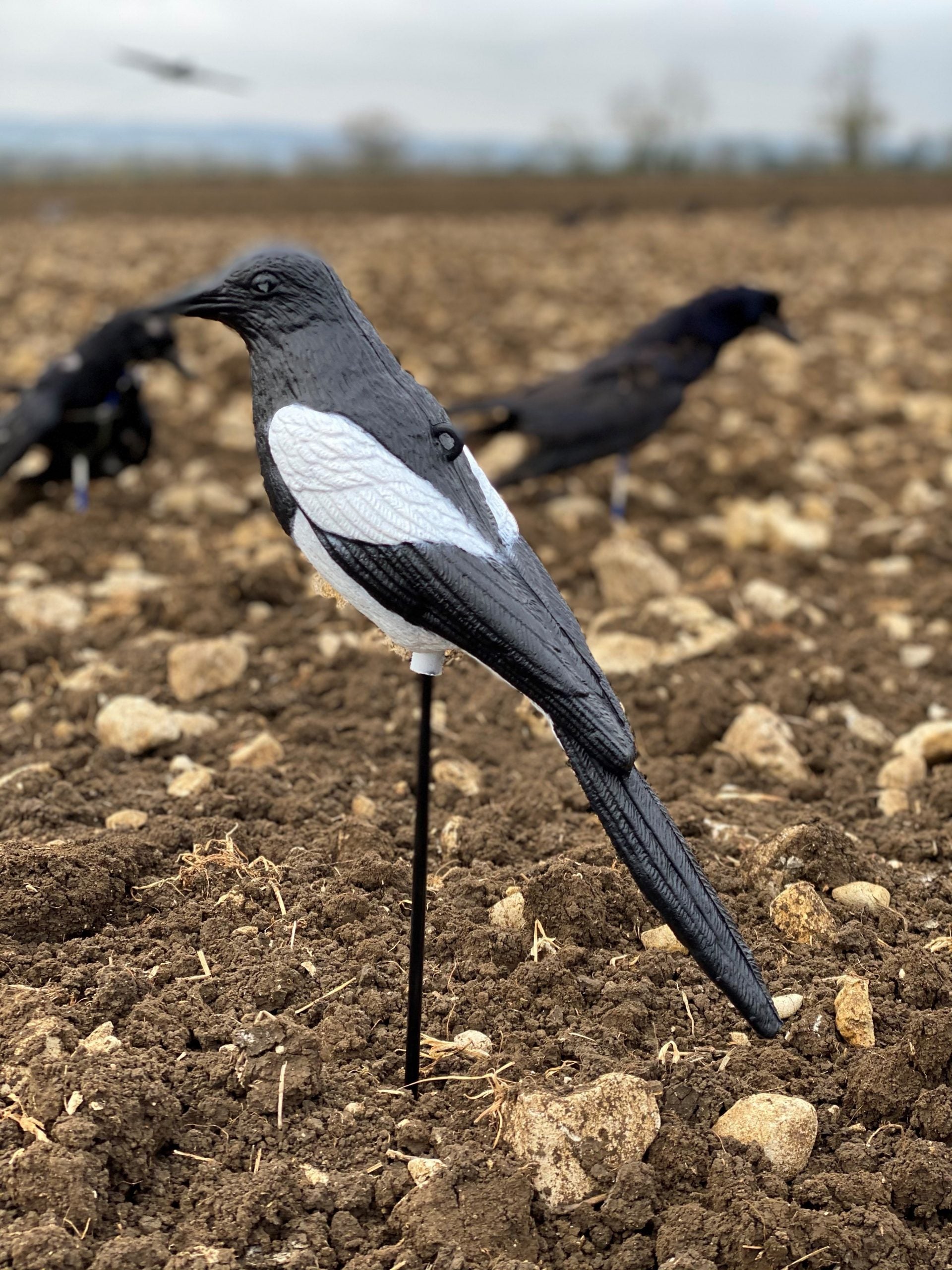Plastic magpie decoy by WINDY, realistic bird decoys for bird control and wildlife management.