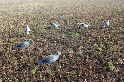 Pair of WINDY premium flocked pigeon decoy shells with realistic feathered texture for hunting or bird watching.