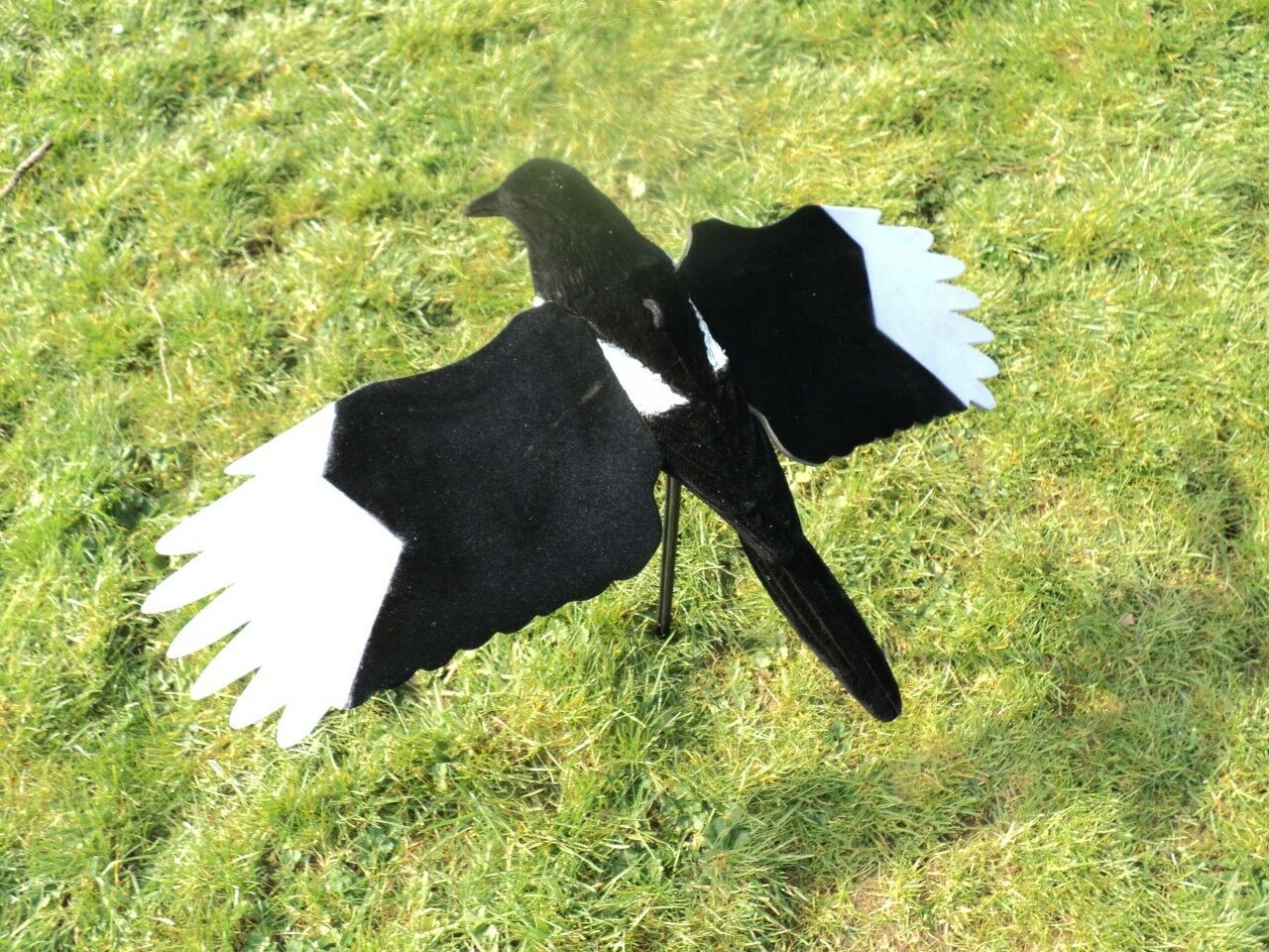 Windy Premium Flocked Winged Magpie Decoy featuring realistic black and white feathers for bird deterrence and outdoor use.