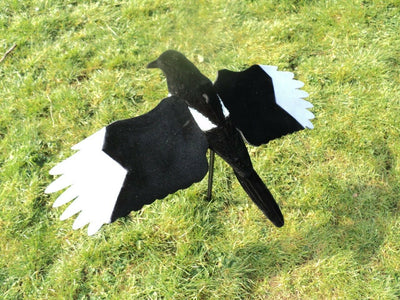 Windy Premium Flocked Winged Magpie Decoy featuring realistic black and white feathers for bird deterrence and outdoor use.