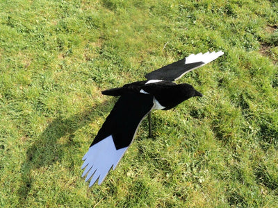 Premium flocked winged magpie decoy by WINDY, realistic bird decoy for bird control and wildlife management.