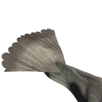WINDY Proflap pigeon decoy designed for magnets and bouncers, realistic bird decoy for pest control applications.