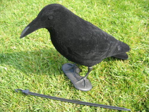 Whole body flocked crow decoys by WINDY, realistic decoys for bird hunting or wildlife observation.
