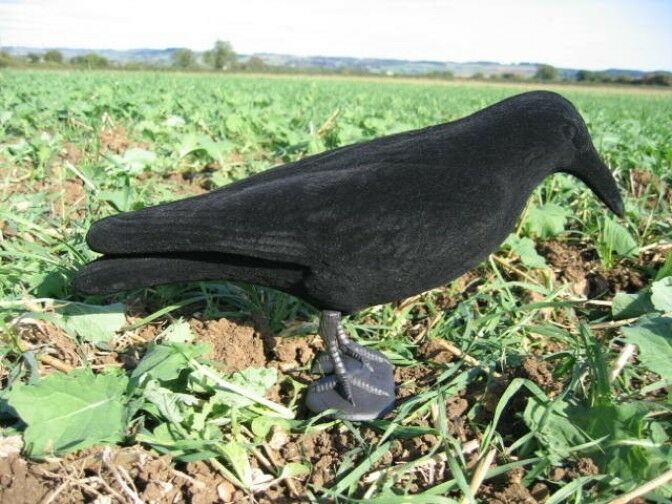 Whole body flocked crow decoys by WINDY, realistic decoys for bird hunting or wildlife observation.