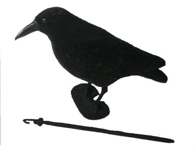 Whole body flocked crow decoy by WINDY, realistic decoy for bird hunting or wildlife observation.