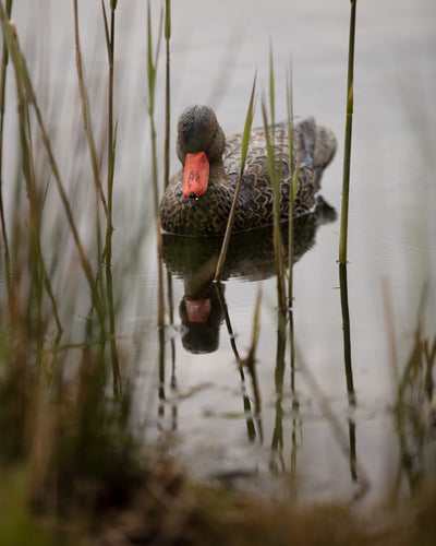 Lifesize floating HD full body mallard decoy by WINDY, realistic male drake duck decoy for hunting or decoy collection.