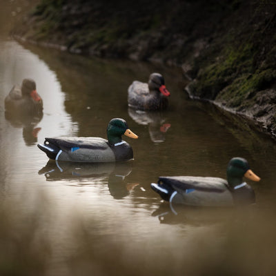 Lifesize floating HD mallard duck decoy featuring a male drake by WINDY, designed for hunting or decoying purposes.