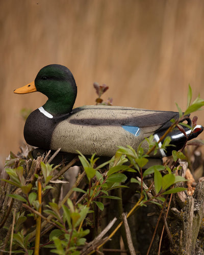 Lifesize floating HD full body mallard decoy by WINDY, depicting a male drake mallard duck for hunting or decoy use.
