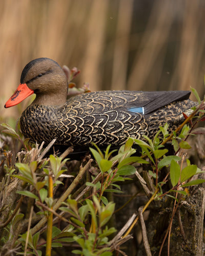 Lifesize floating mallard duck decoy by WINDY, HD full-body mallard drake decoy for hunting or decoy collection.