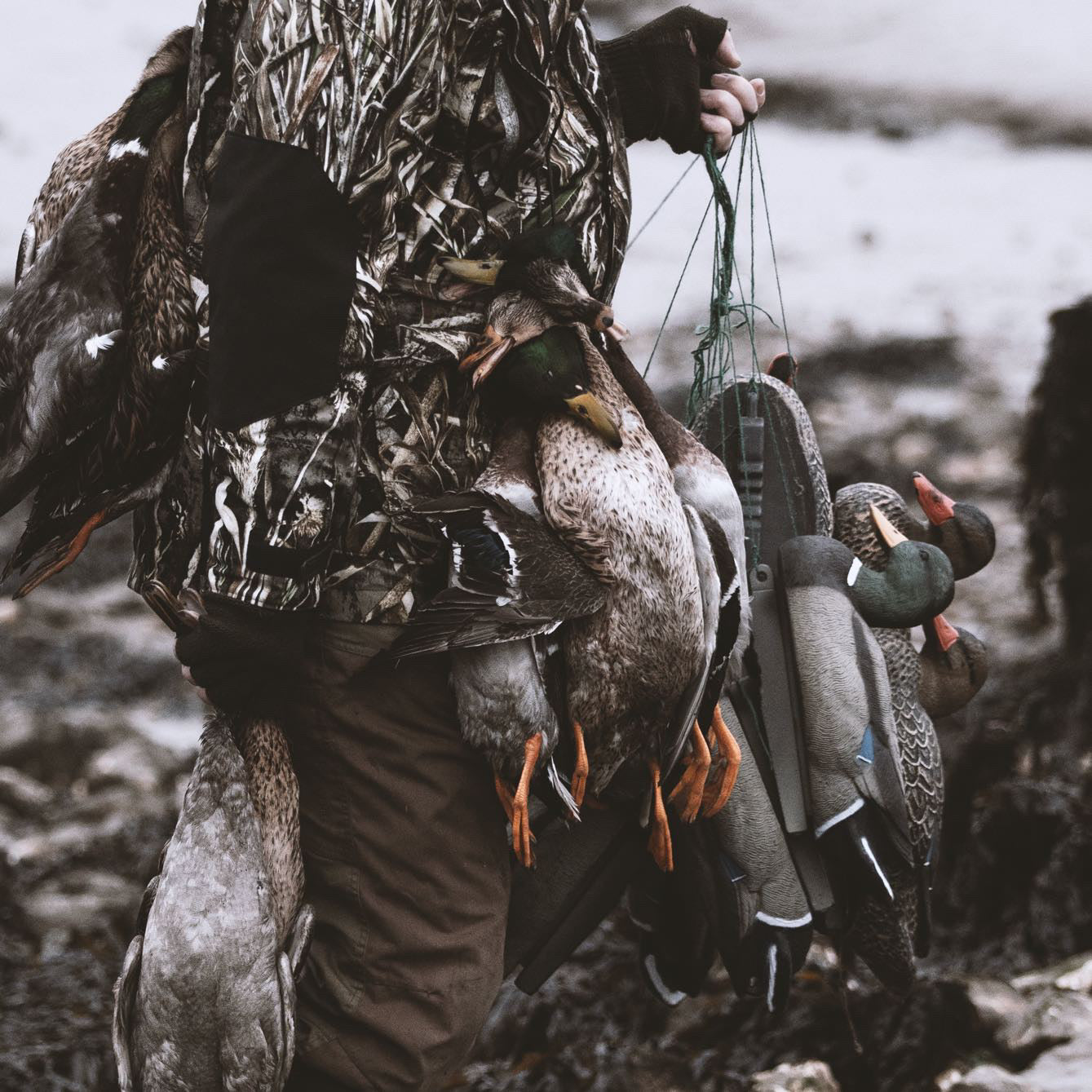 HD full body WINDY mallard decoy featuring a lifesize floating male drake duck for hunting or decor.