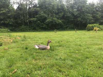 Pinkfoot goose decoy by WINDY floating on water with realistic details for bird hunting or decoy use.