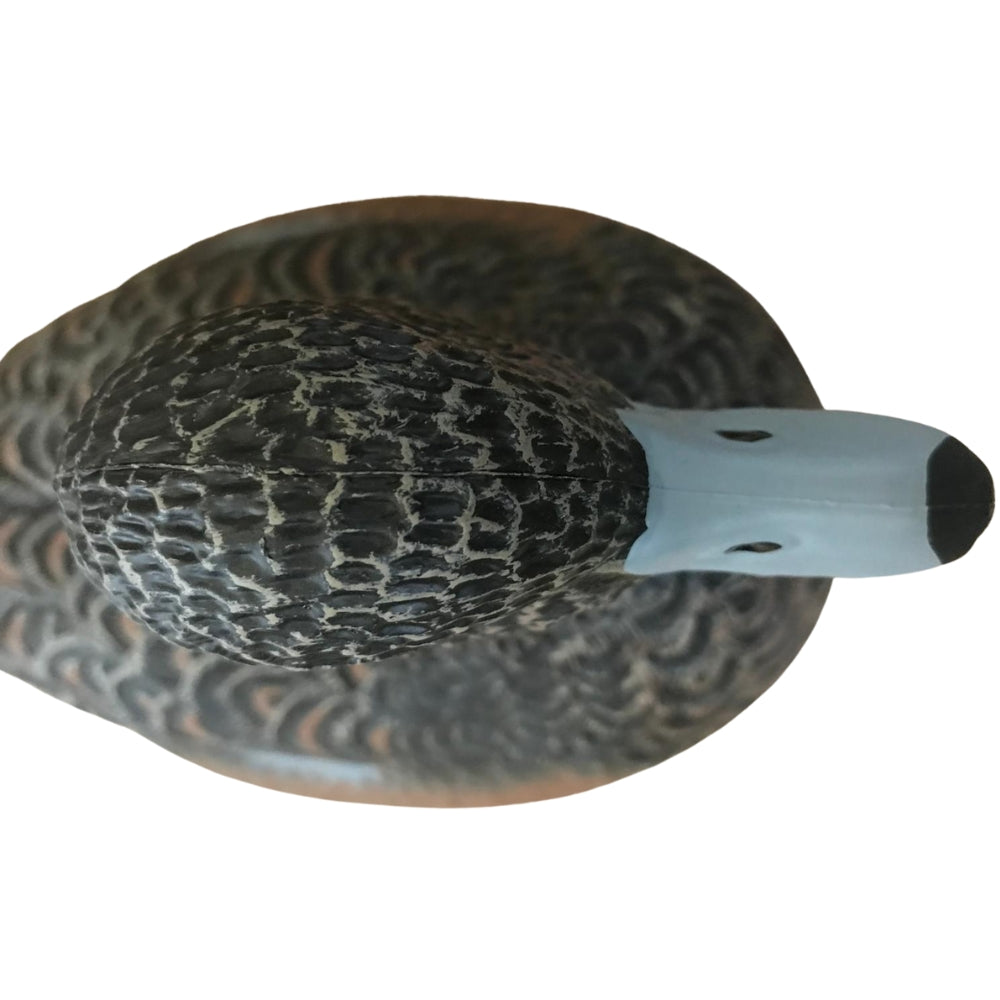 Floating HD Wigeon Duck Decoy by WINDY, realistic male or female decoy for hunting or decoy spreads.