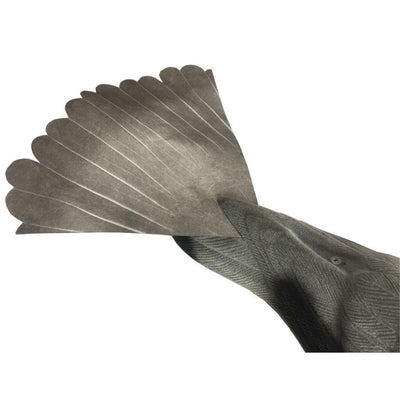 WINDY ProFlap Decoy Replacement Tail with magnets and flappers for realistic bird decoy motion