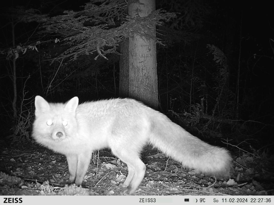ZEISS Secacam 7 professional trail camera with infrared sensor and display for wildlife monitoring and outdoor surveillance.