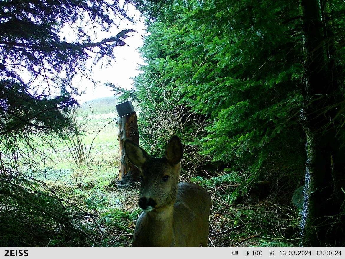 ZEISS Secacam 7 professional trail camera with infrared sensor and display for outdoor wildlife monitoring and security.
